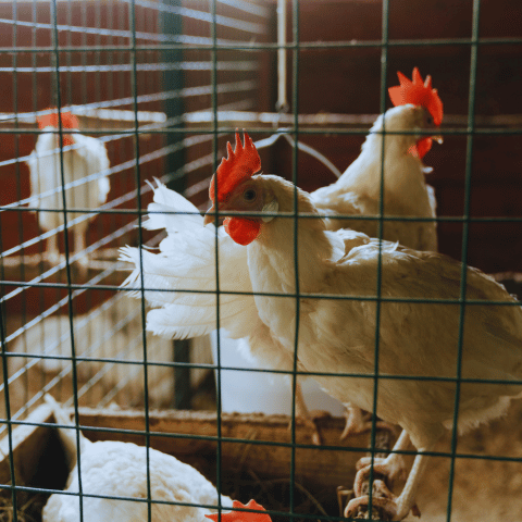 farm fresh chicken