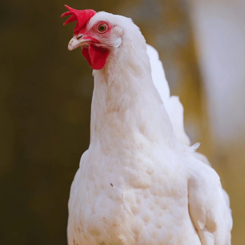halal chicken cutting